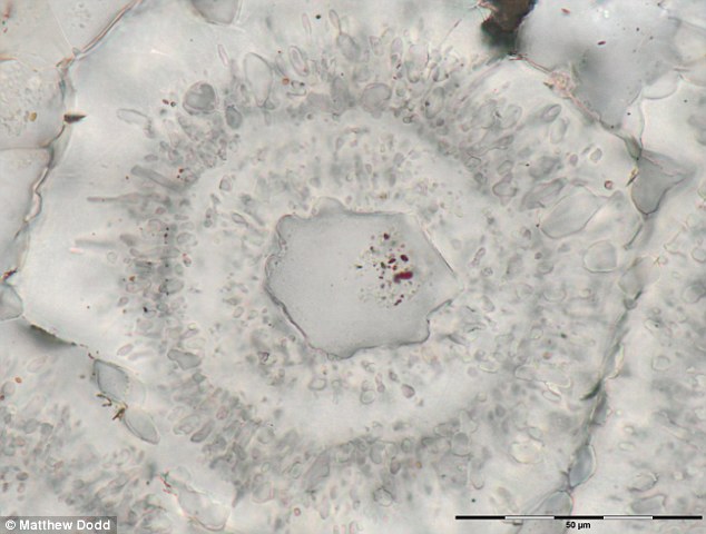 3DCE290400000578-0-Ironcarbonate_rosette_and_a_core_of_a_crystal_with_inclusions_of-a-4_1488301568143