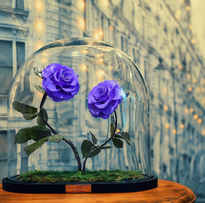 beauty-beast-inspired-3-years-forever-rose-london-5-58c6523060620__700