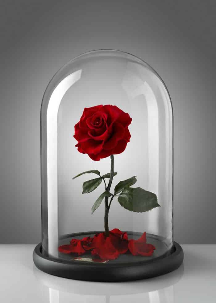 beauty-beast-inspired-3-years-forever-rose-london-8-58c65236c395c__700