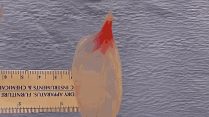 espinafre-tecido-cardiaco_3
