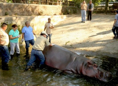 hipopotamo-brutalmente-assassinado