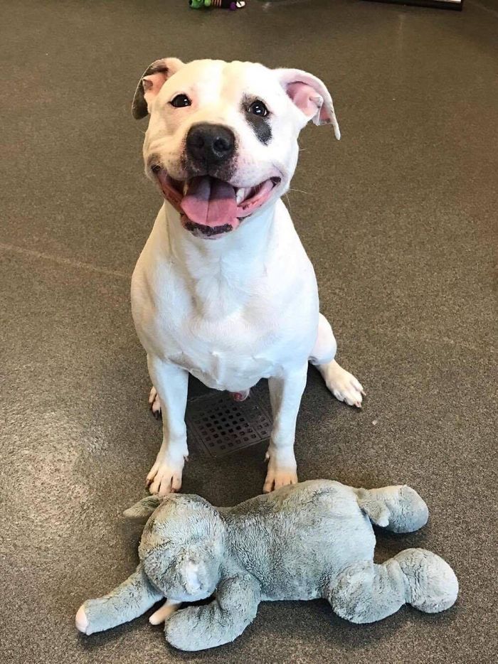 sad-dog-elephant-toy-gets-adopted-smokey-6-58b6877472912__700