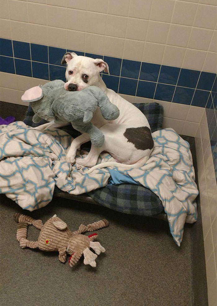 sad-dog-elephant-toy-gets-adopted-smokey-9