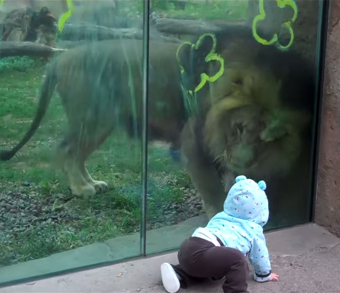 they-think-its-cute-when-lion-approaches-their-baby-but-that-doesnt-last-long2