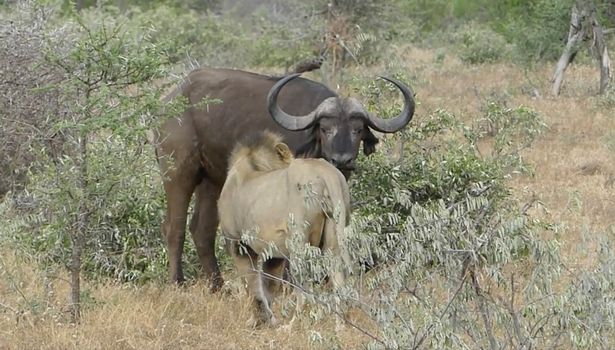 bufalo-salvando-bufalo