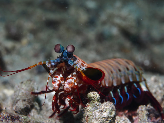 mantis-camarao-3