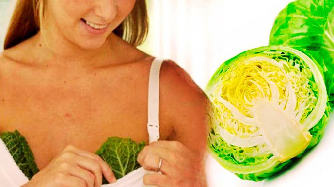 repolho-no-peito2