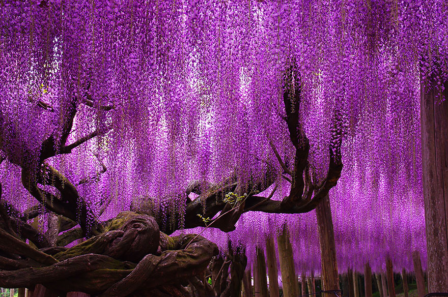wisteria-festival-japao_05