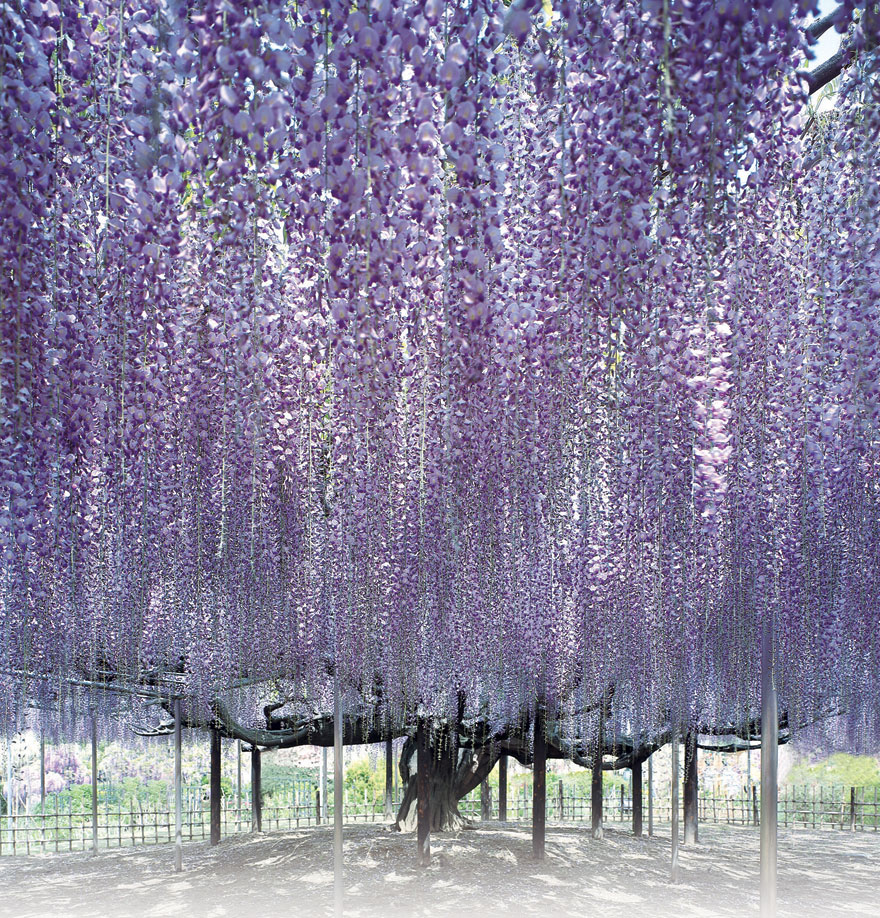 wisteria-festival-japao_09