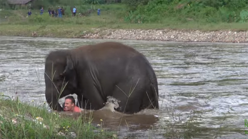 bebe-elefante-2