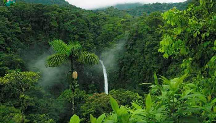 bioma-floresta-amazonica