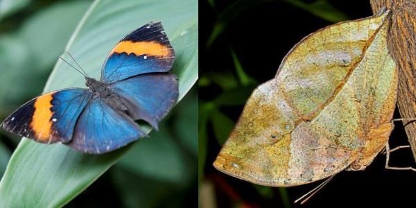 borboletas-que-sao-mestres-da-camuflagem-1