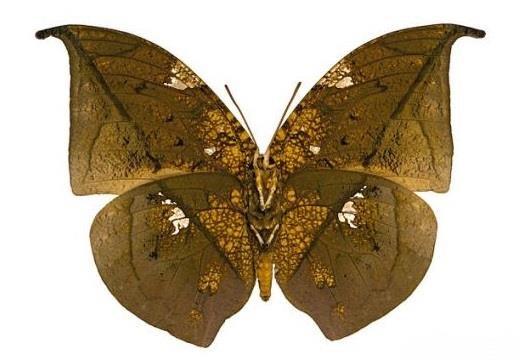 borboletas-que-sao-mestres-da-camuflagem-2