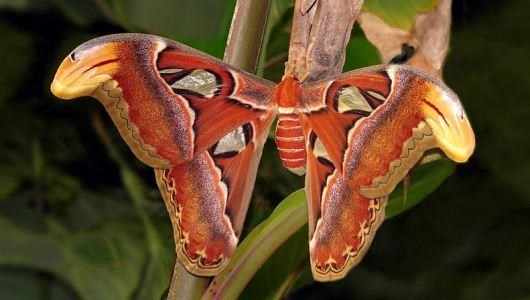 borboletas-que-sao-mestres-da-camuflagem-4