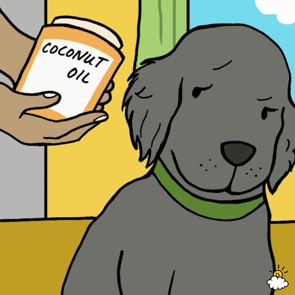 can-dogs-eat-coconut-oil-600x600