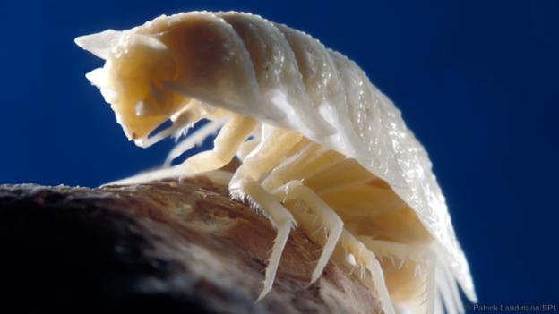 caverna-ficou-selada-durante-5-milhoes-de-anos-3