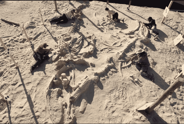 cemiterio-de-baleias-2