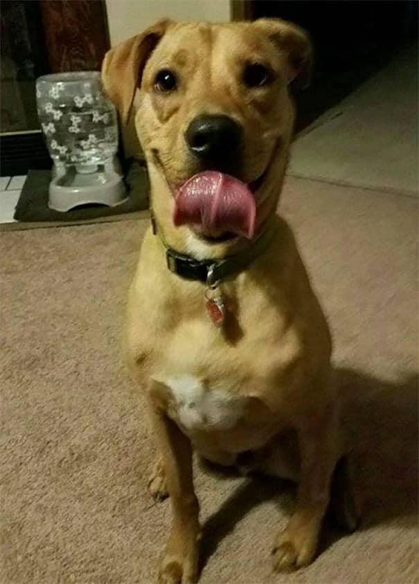 dog-reunites-owner-not-recognizes-12-58fdbb29d7d0a__605