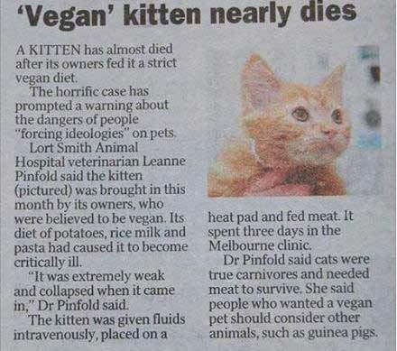 gato-quase-morre-com-dieta-vegana-2