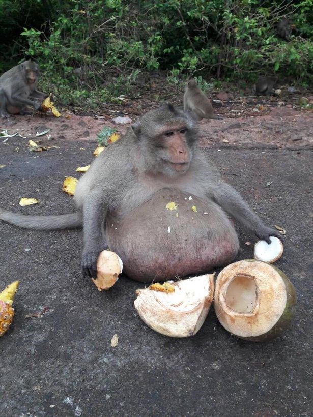 macaco-obeso-3