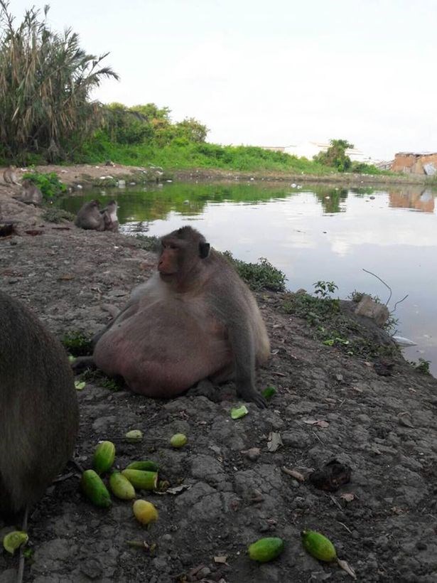 macaco-obeso-4