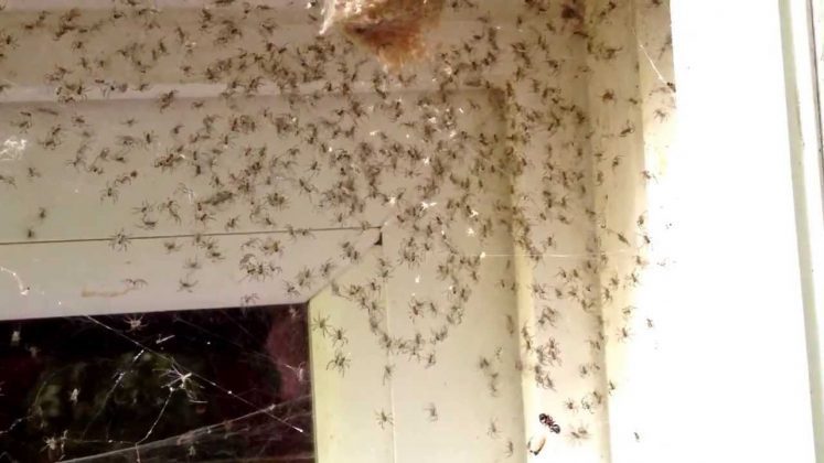 ninhos-assustadores-2