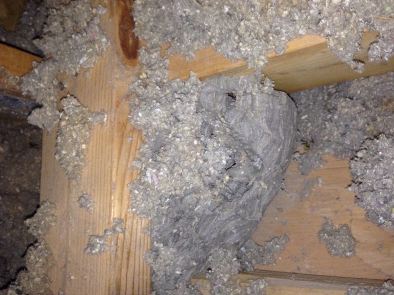 ninhos-assustadores-6