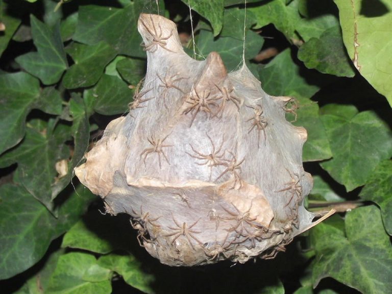 ninhos-assustadores-7