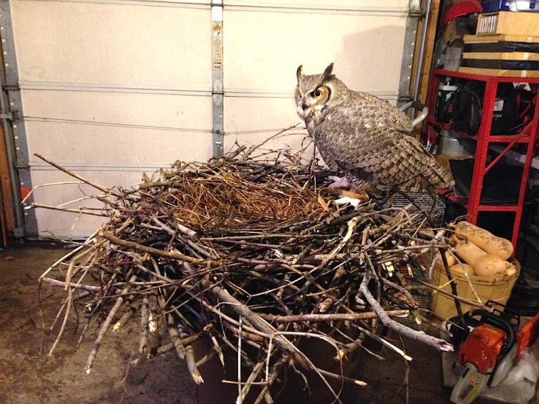 ninhos-assustadores-9