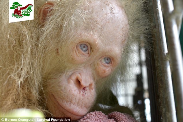 orangotango-albino-2