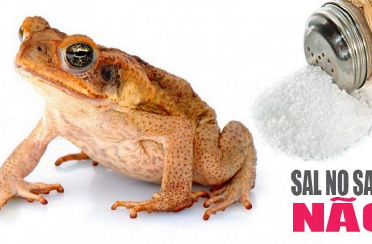 Nova espécie de sapo, já ameaçada de extinção, é encontrada nas