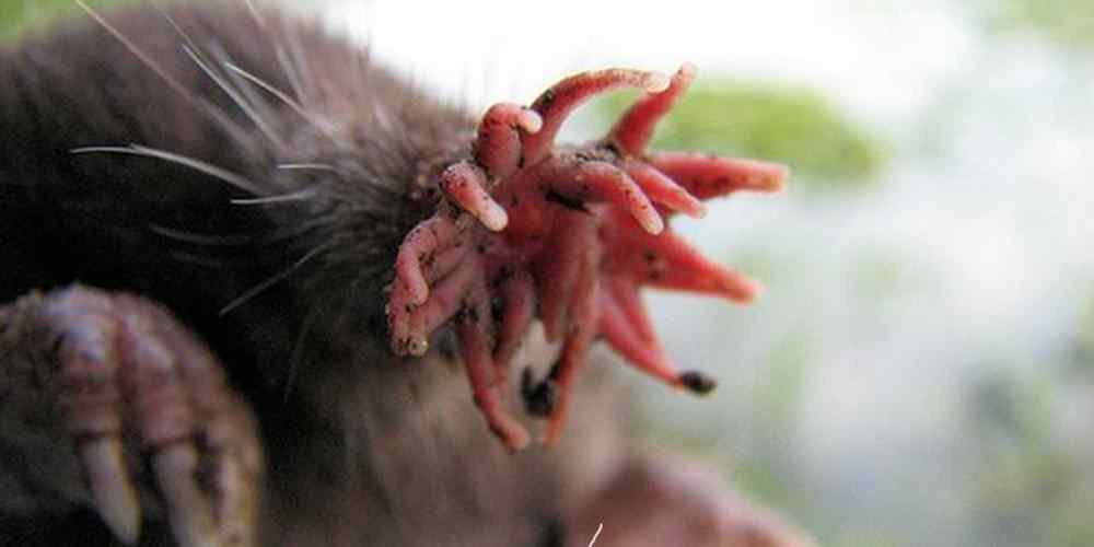 animais-estranhos_capa