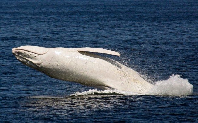 baleia-gigante-branca_1