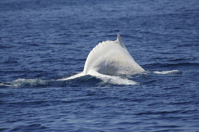 baleia-gigante-branca_2