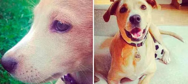 cachorra-mais-triste-2