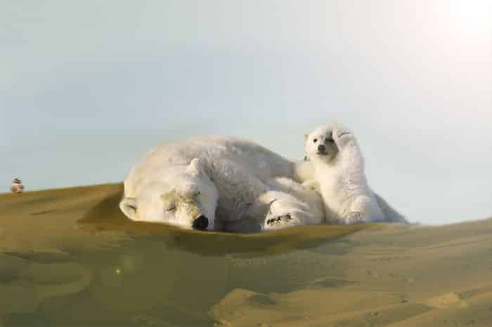 urso-polar-acenando-para-o-fotografo-2