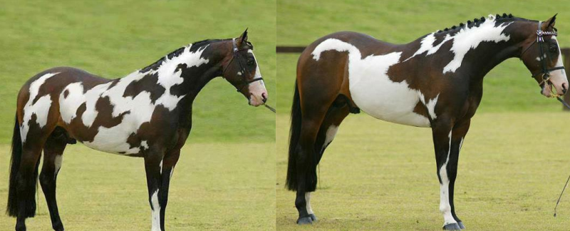 fotos-virais-que-eram-falsas_5