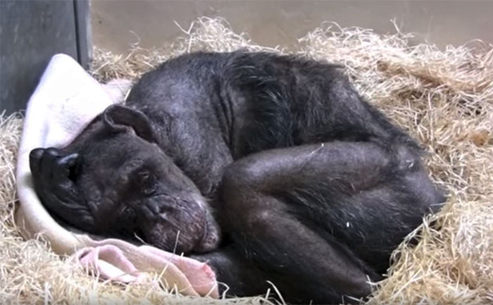 chimpanze-prestes-a-morrer