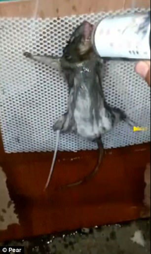 homem-mata-rato_3