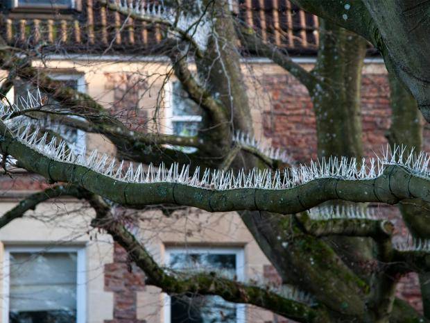 Horror-as-anti-bird-spikes-spotted-in-Clifton-tree_1