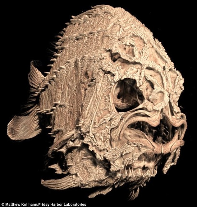 tomografia-esqueleto-peixe
