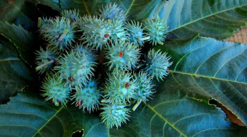 Essa é a planta mais venenosa do mundo, e ela é mais comum do que você ...