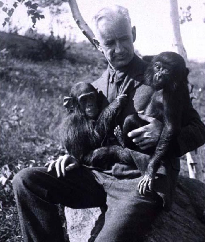 hibrido-humano-e-chimpanze_2