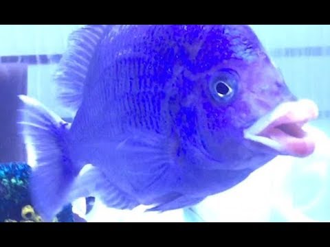 peixe-com-lábios-humanos_1