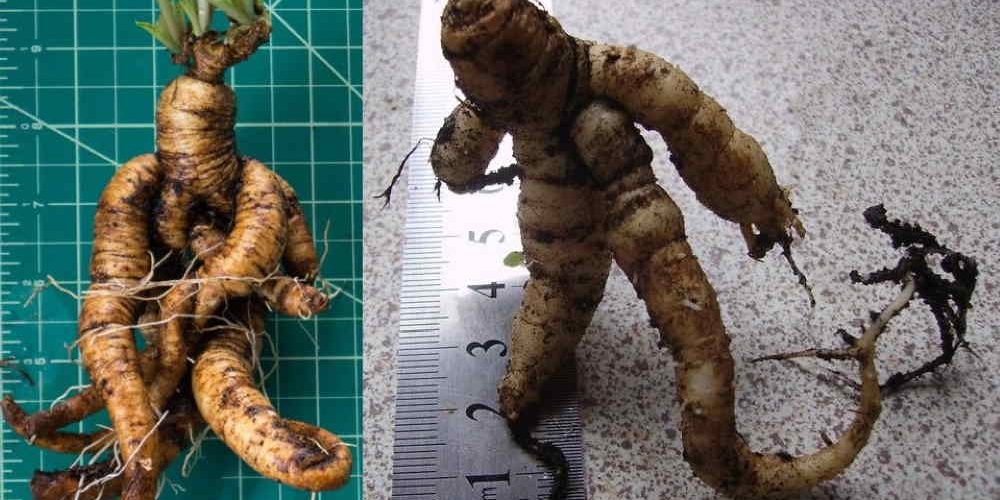 Mandrágora: A famosa planta de Harry Potter existe e tem história milenar