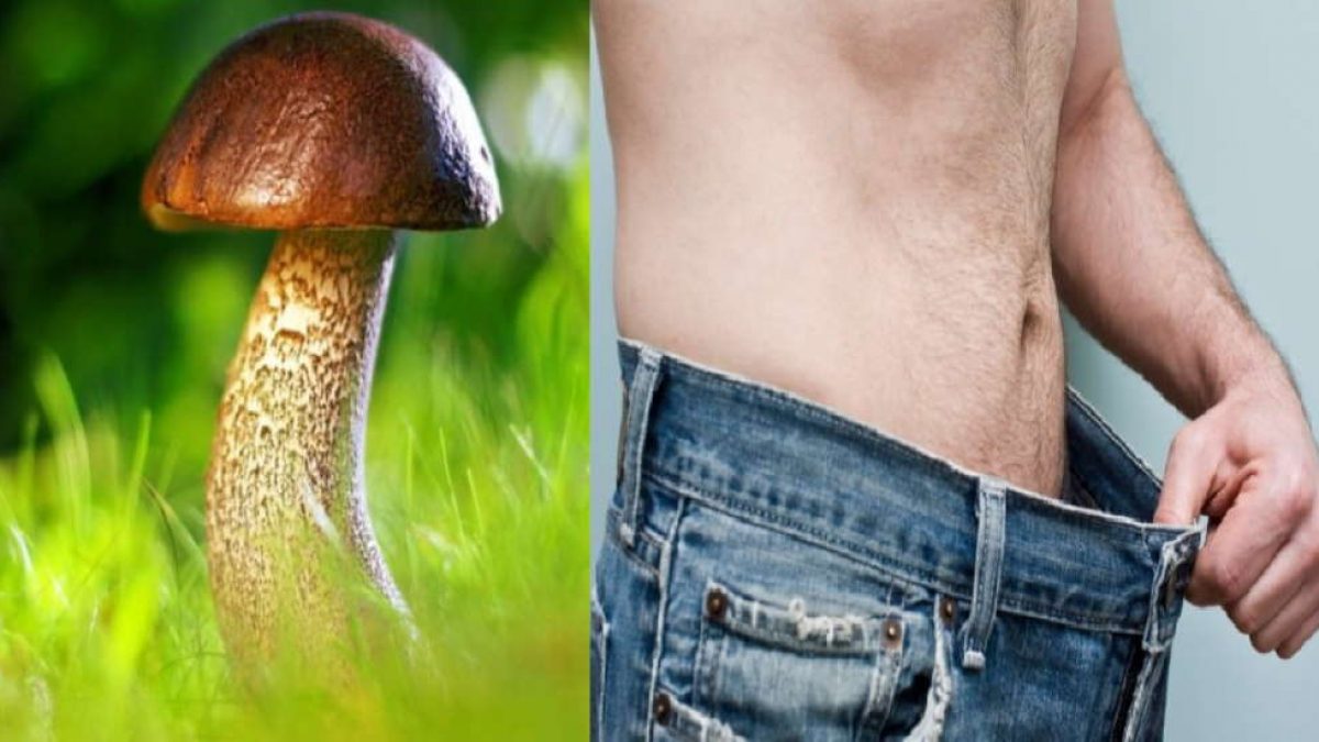 Por que o p&ecirc;nis humano tem formato de cogumelo? Surpreendente pesquisa  encontrou a resposta