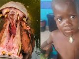 Hipopótamo engole menino de 2 anos