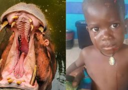 Hipopótamo engole menino de 2 anos